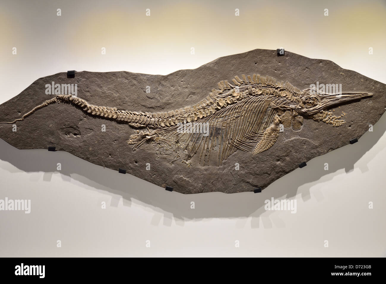 Completa lo scheletro fossile di un'Ichthyosaur, con un embrione dentro la gabbia della nervatura. Foto Stock