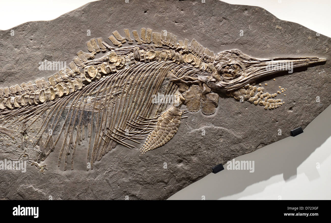 Lo scheletro fossile di un'Ichthyosaur con un bambino non ancora nato dentro la sua gabbia toracica. Foto Stock
