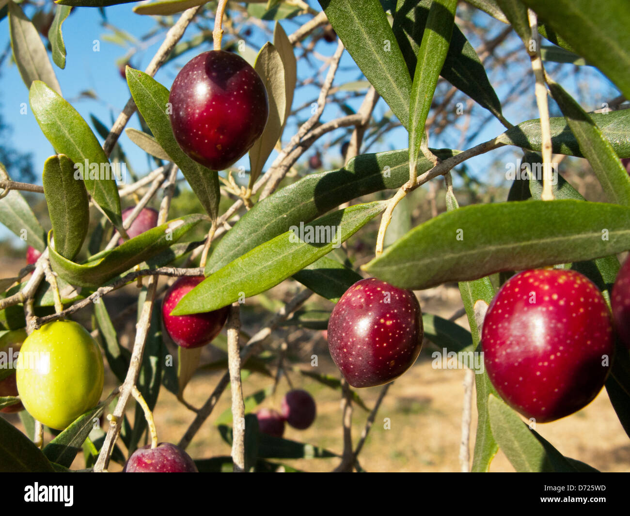 Albero di olivo. Provincia di Tarragona.Catalogna.La spagna. Foto Stock