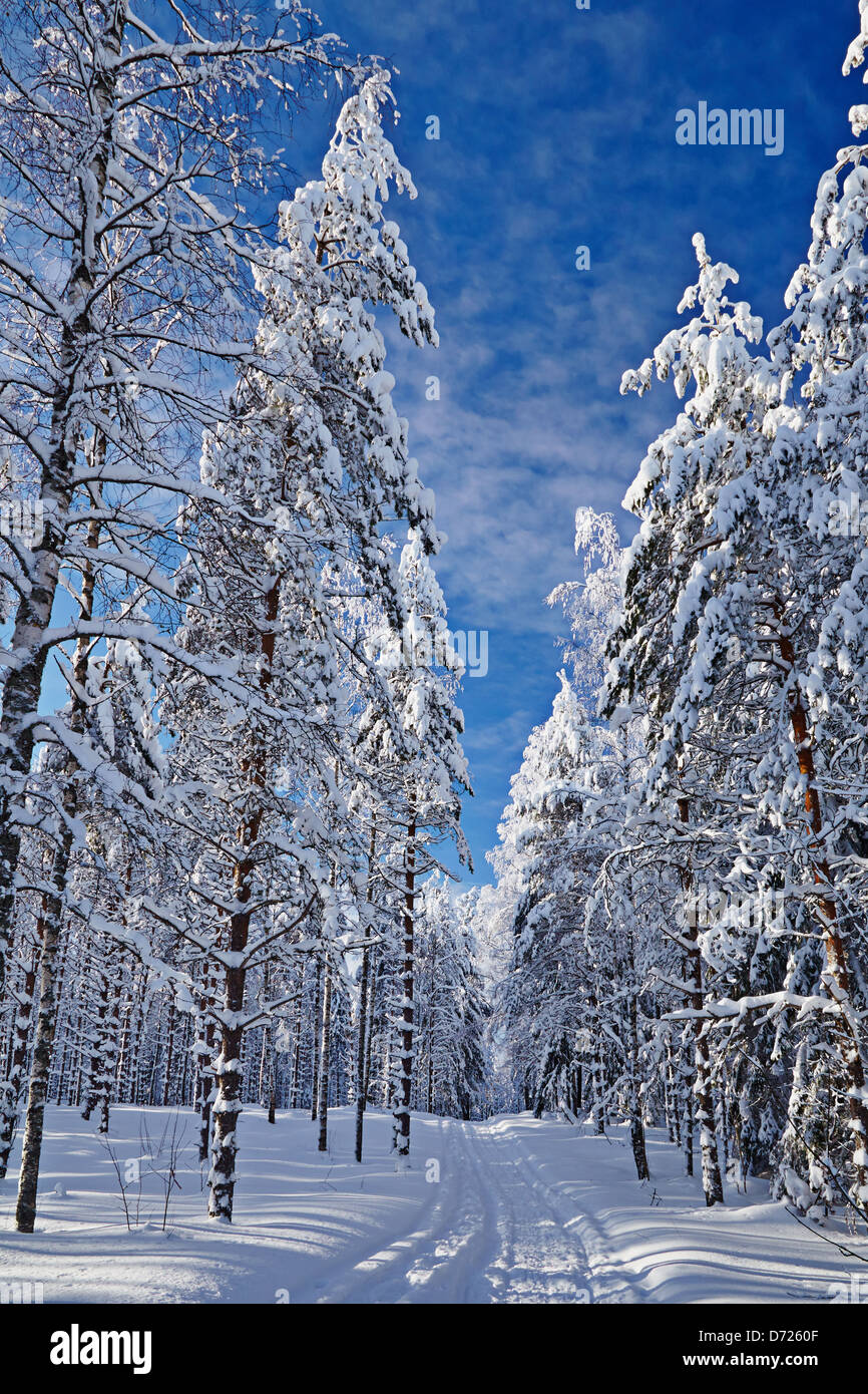 Strada invernale nella foresta Foto Stock