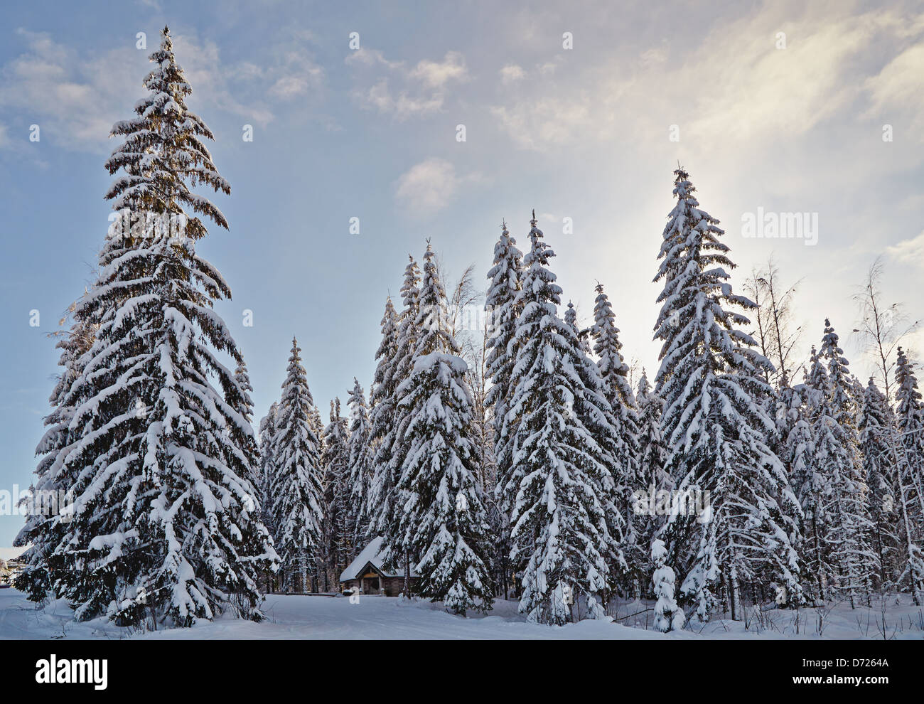 Inverno abete foresta con coperta di neve alberi e piccola cabina Foto Stock