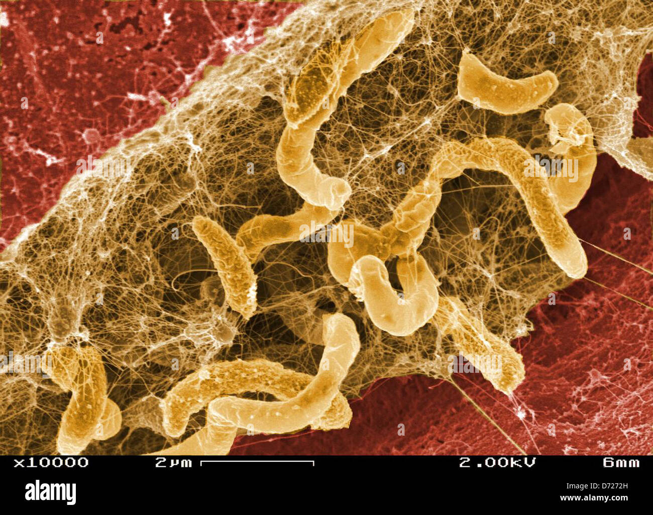 La ricerca del PNNL sui biofilm di Desulfovibrio Desulfuricans esplora i loro processi biologici, che svolgono un ruolo significativo nella riduzione dello zolfo. Questi biofilm sono importanti nei sistemi di bioremediazione ambientale e di produzione di energia. Foto Stock