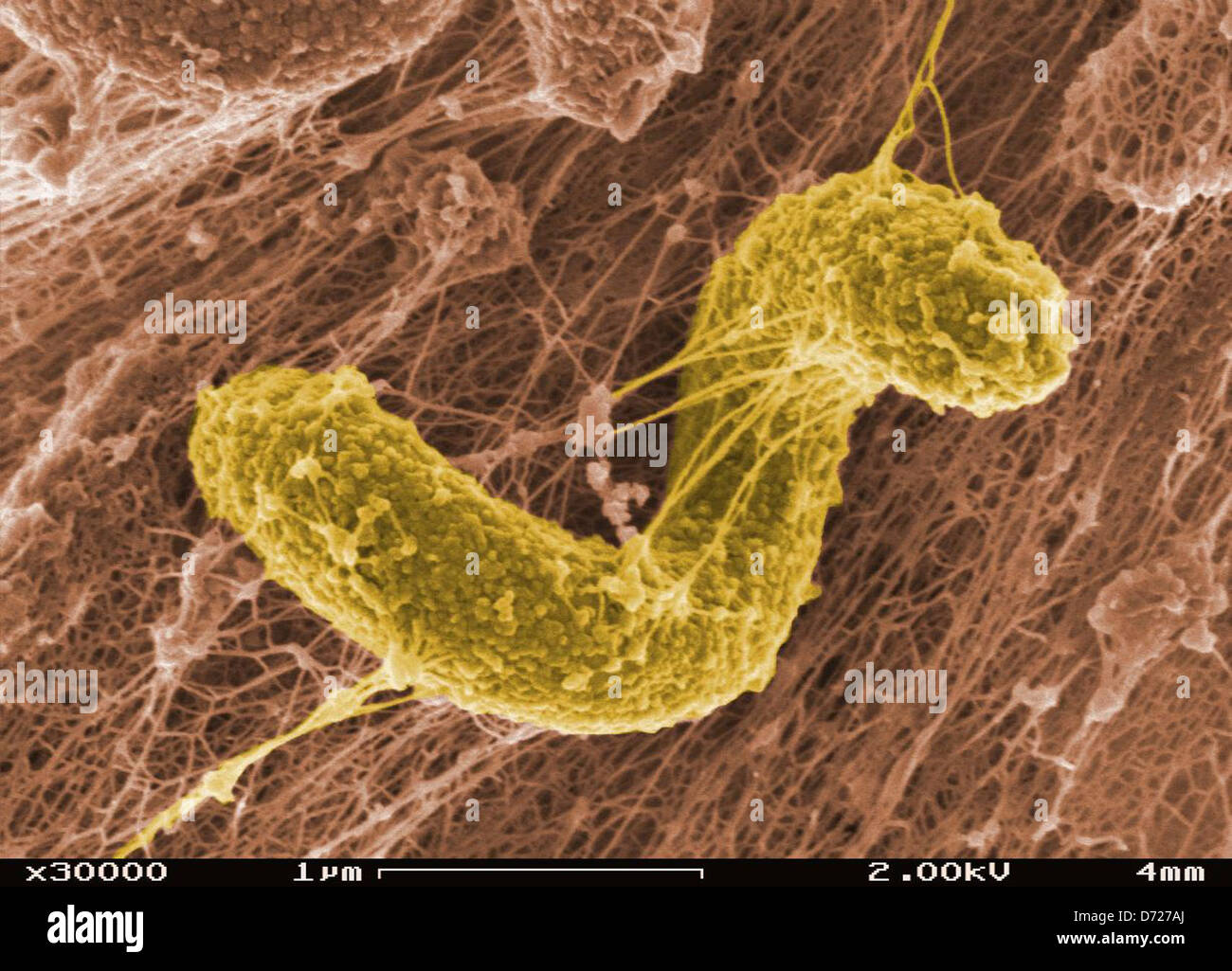 Il Desulfovibrio desulfuricans è un batterio studiato al PNNL per il suo ruolo nella formazione di biofilm e nella riduzione dello zolfo. Questa ricerca contribuisce a comprendere i processi microbici nell'ambiente, sostenendo i progressi nella scienza biomolecolare e nelle tecnologie ambientali. Foto Stock