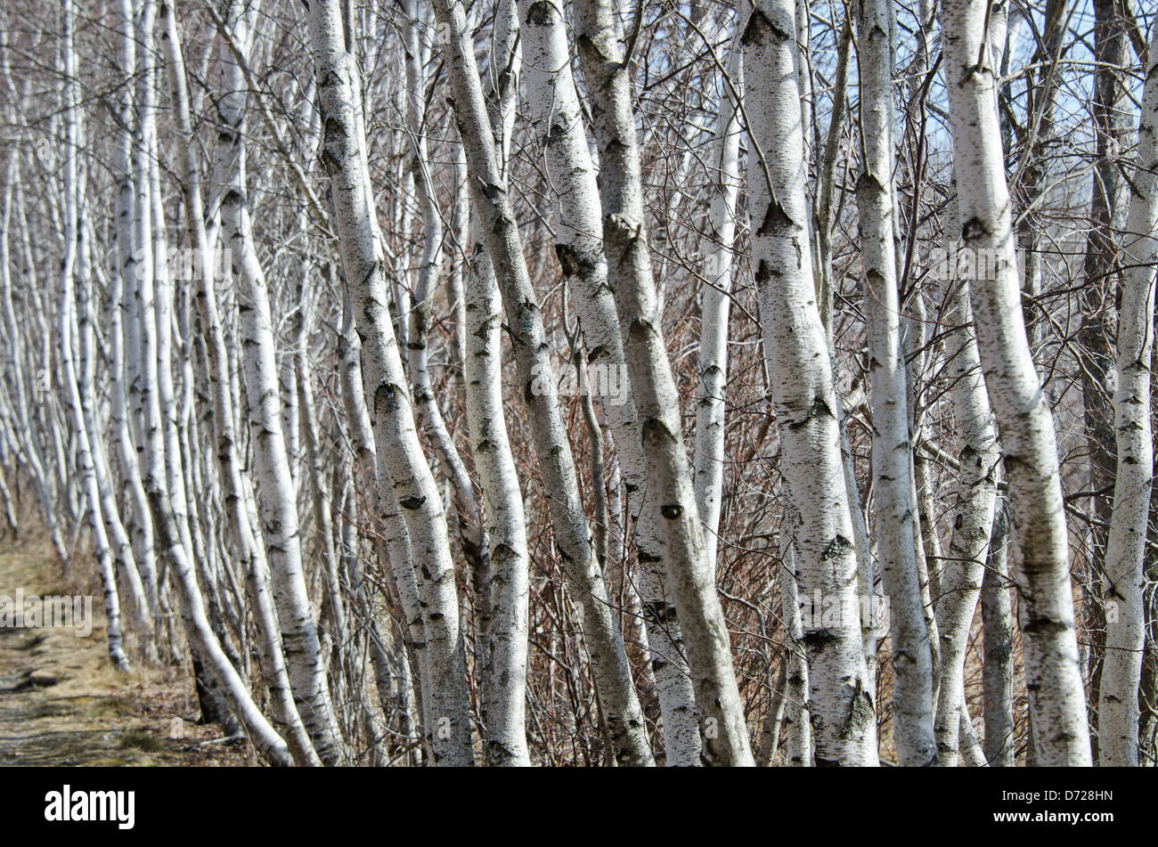 Una lunga fila di white paper Birch alberelli righe un percorso nel Parco Nazionale di Acadia, Maine Foto Stock