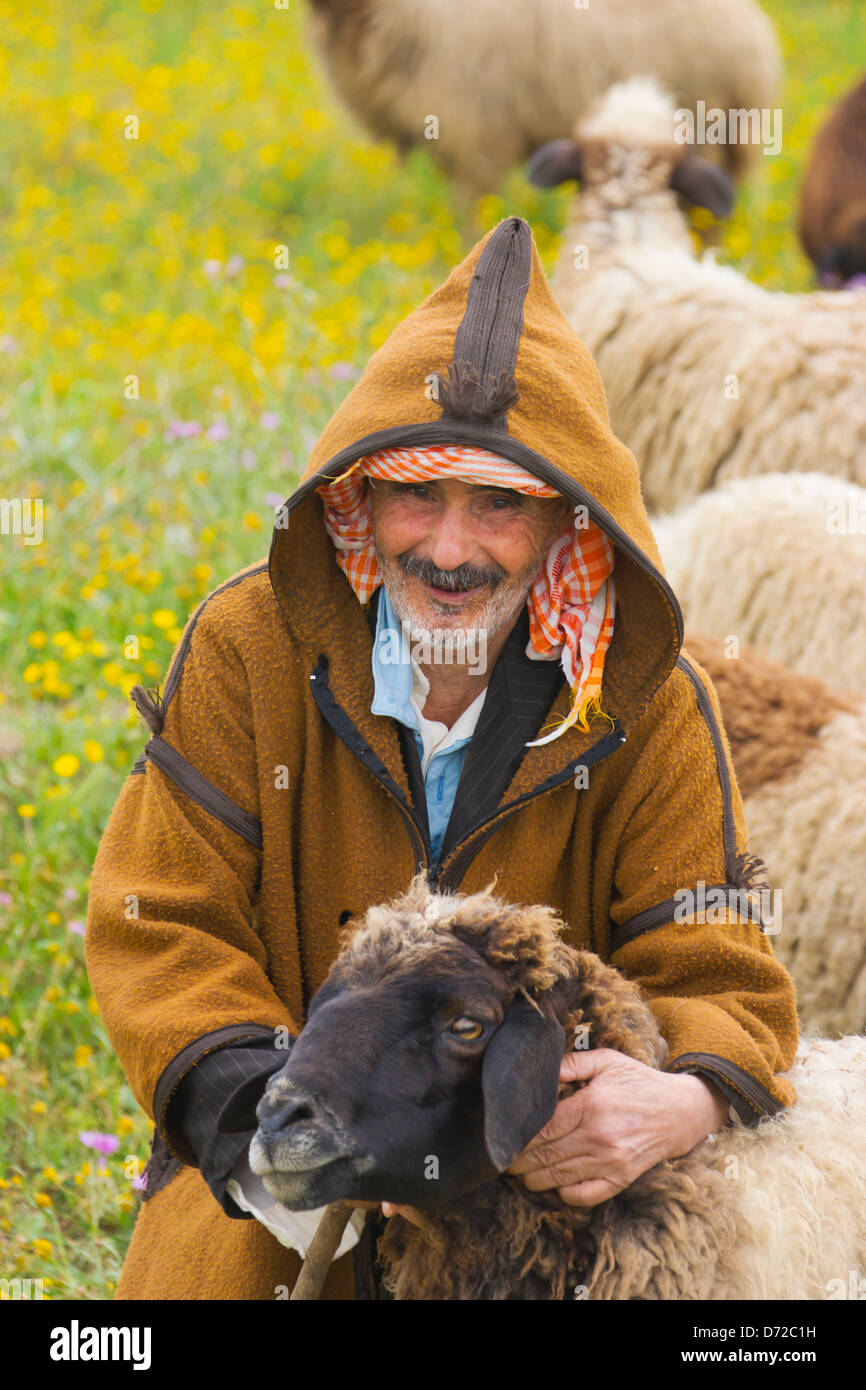 Radunare le pecore, Bizerte, Tunisia Foto Stock