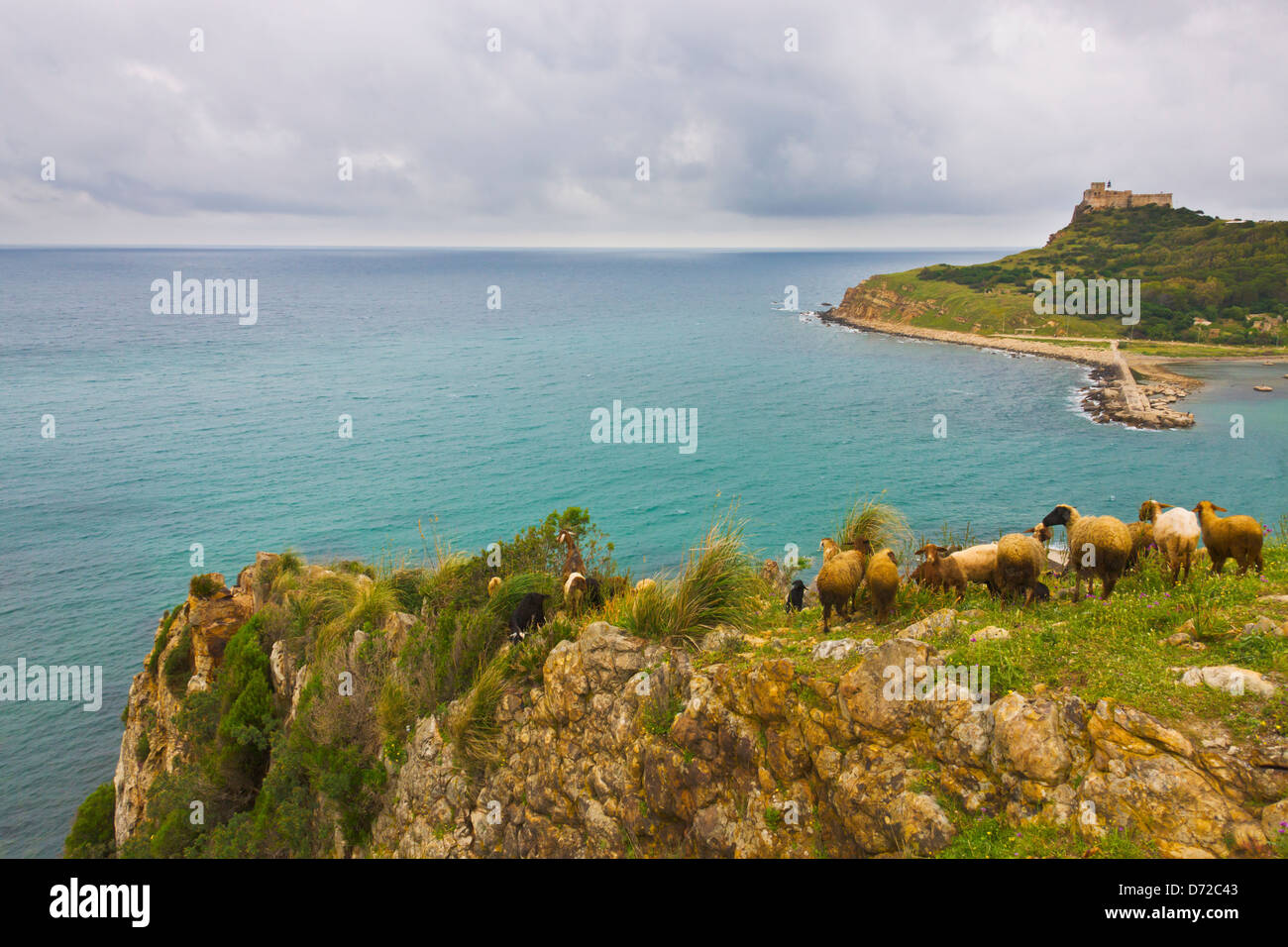 Capre con Tabarka Fort sull'isola, Tabarka, Tunisia Foto Stock