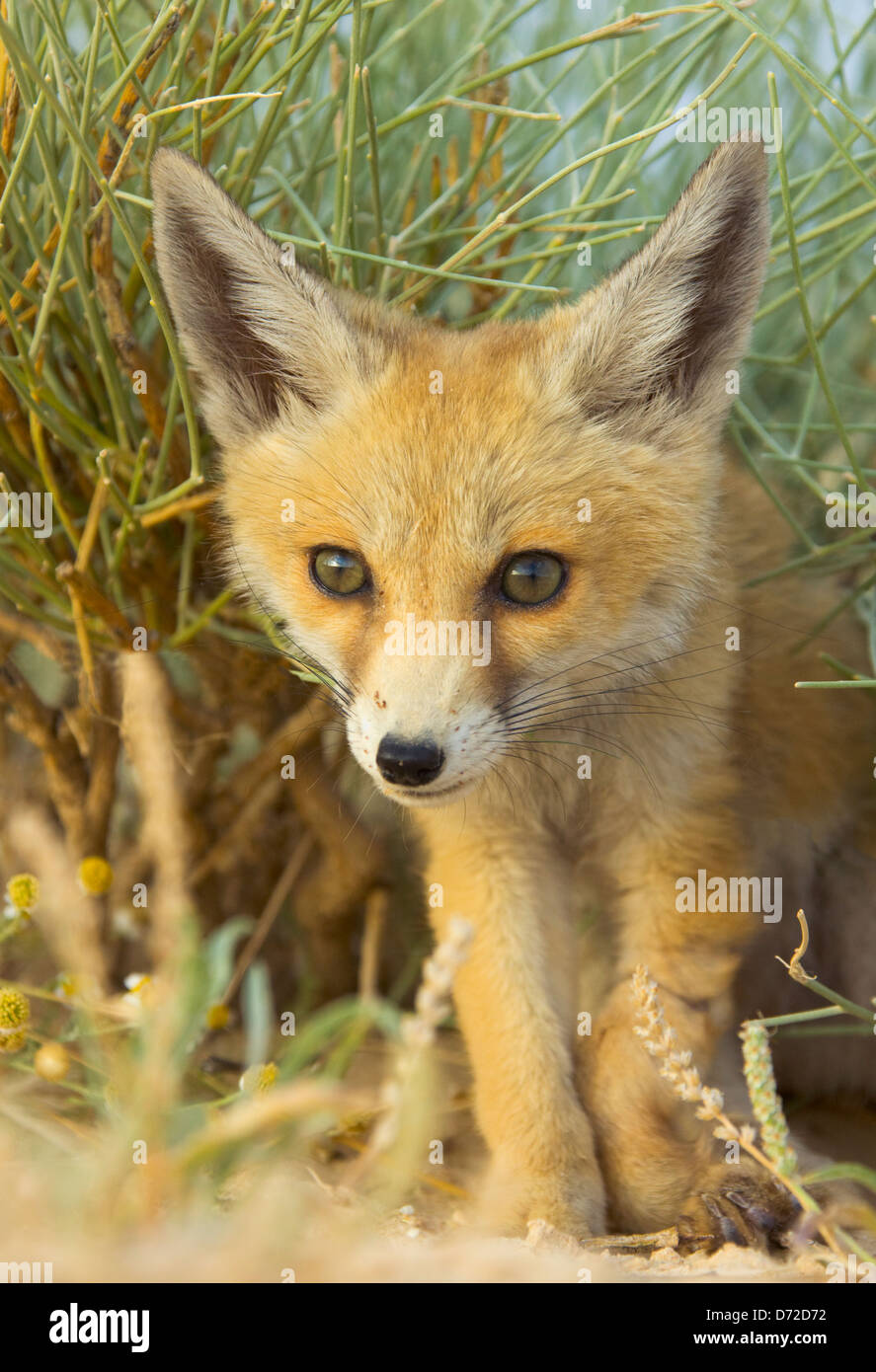 Fennec volpe (Vulpes vulpes zerda) nel deserto del Sahara, Tunisia Foto Stock