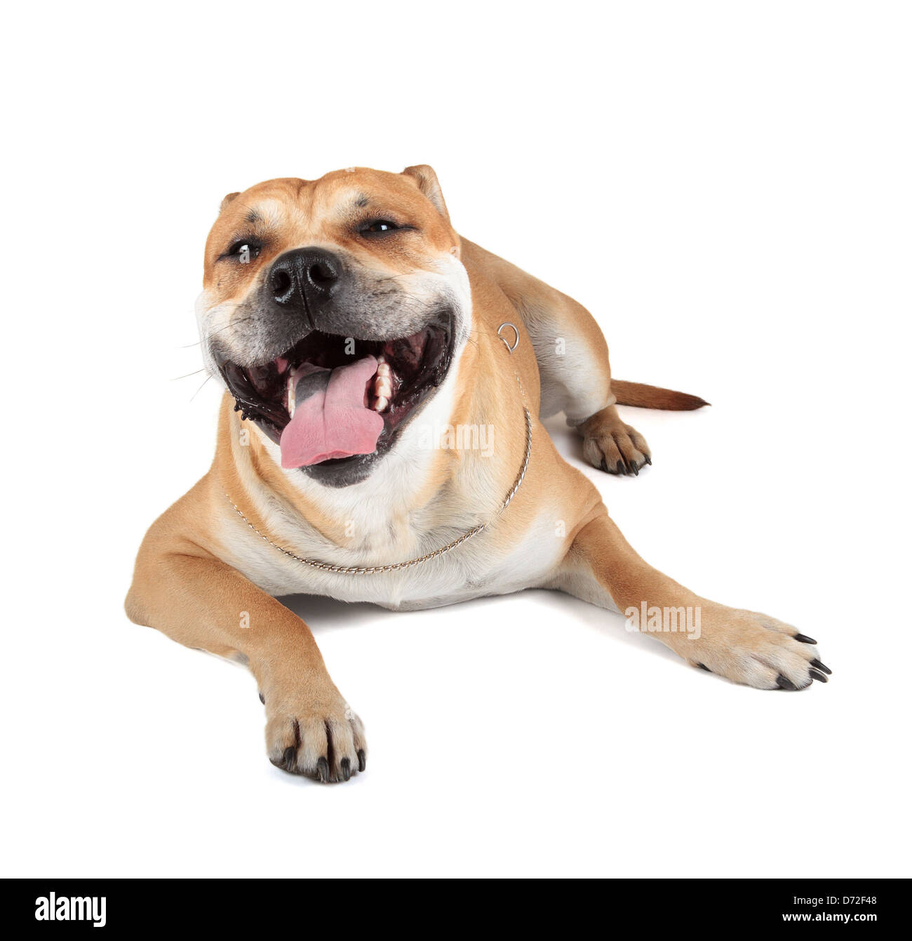 Ca de Bou (Mallorquin Mastiff, Mallorquin Bulldog, Perro Dogo Mallorquin, Maiorca Mastiff, Bulldog di Maiorca) isolato su bianco Foto Stock