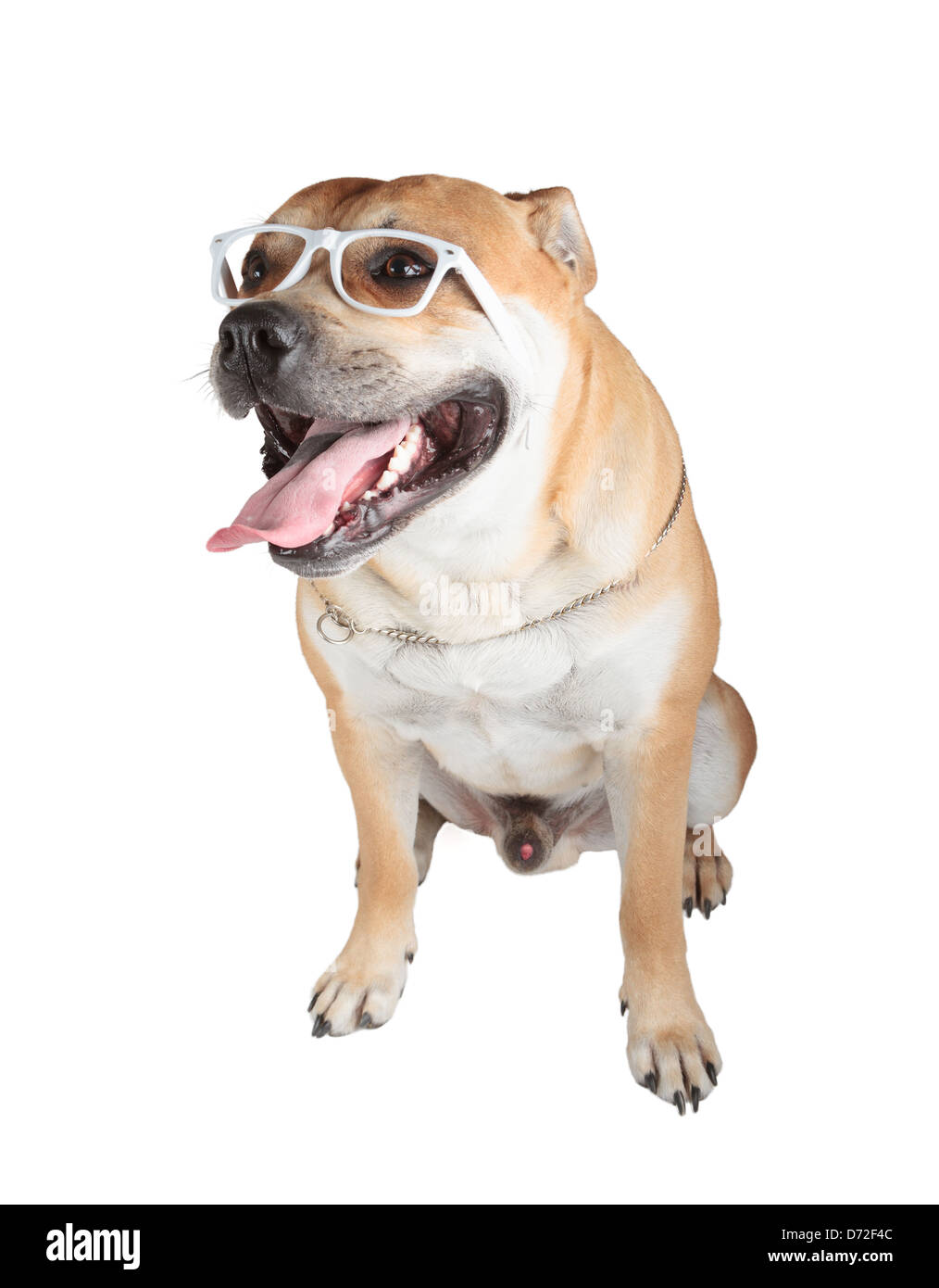 Ca de Bou (Mallorquin Mastiff, Mallorquin Bulldog, Perro Dogo Mallorquin, Maiorca Mastiff, Bulldog di Maiorca) isolato su bianco Foto Stock