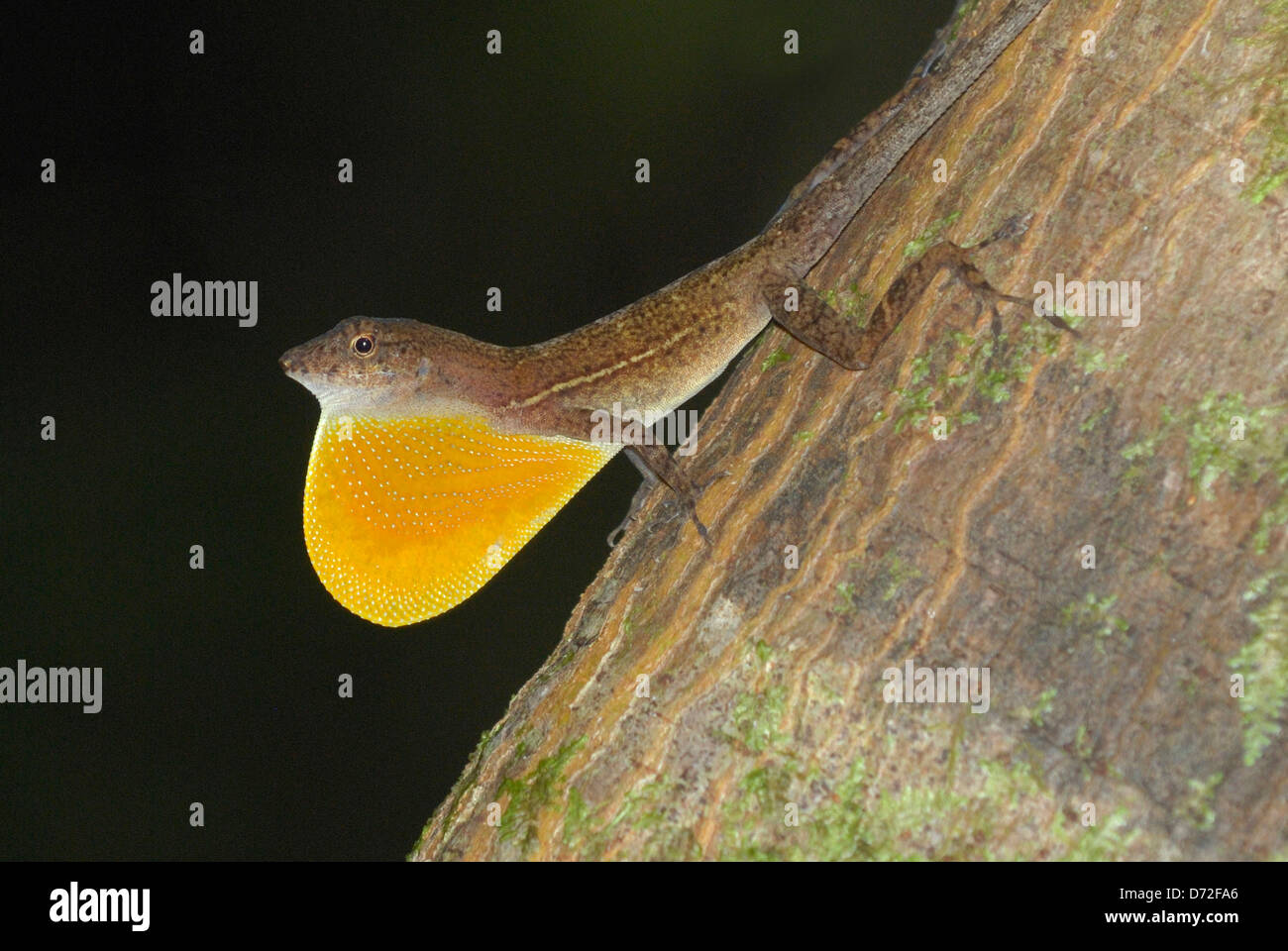 Molti maschio-scaled Anole (Norops polylepis) Visualizzazione in Costa Rica foresta pluviale Foto Stock