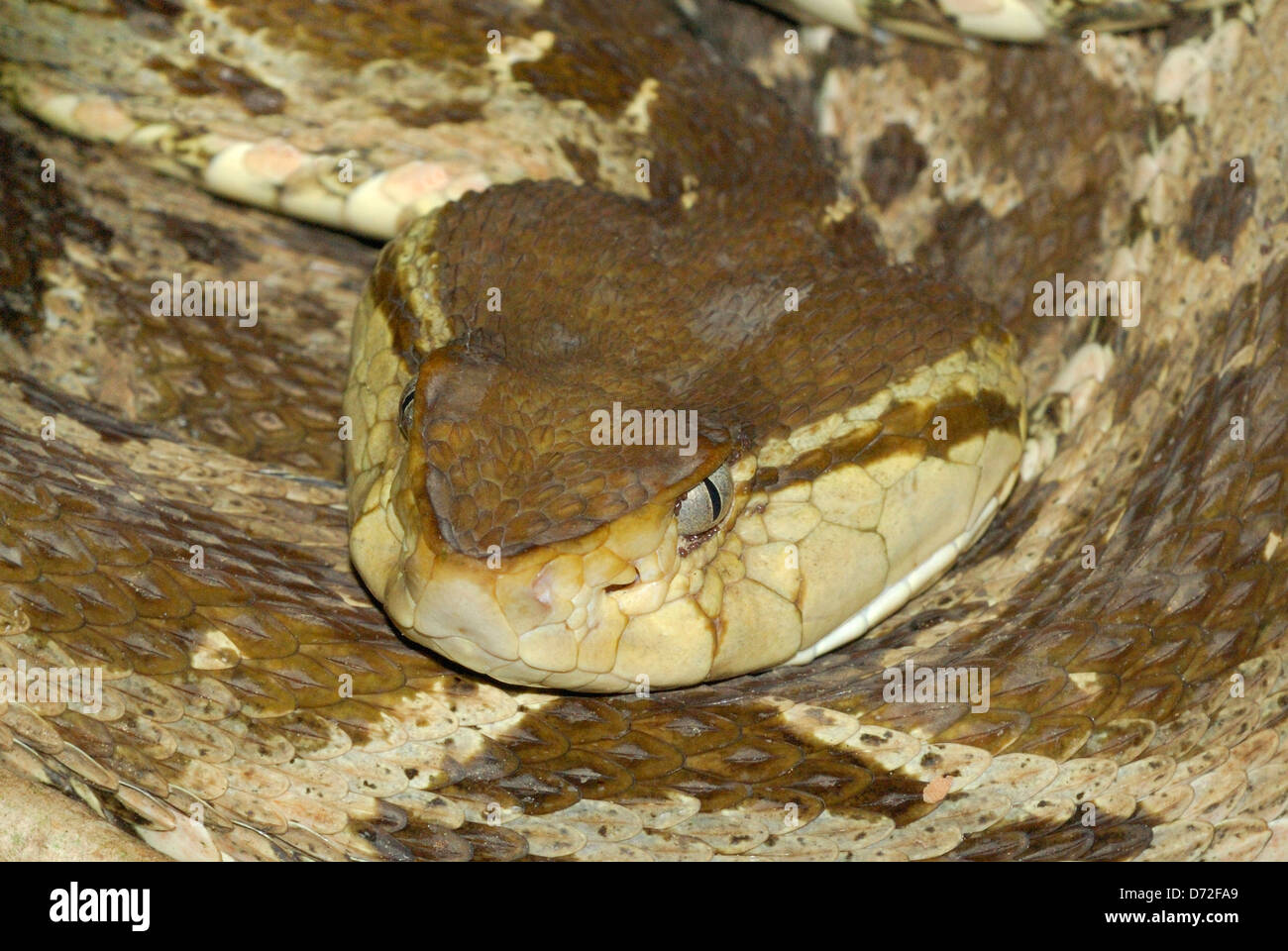 Fer-de-Lancia Snake (Bothrops asper) nel Parco Nazionale di Corcovado, Costa Rica Foto Stock