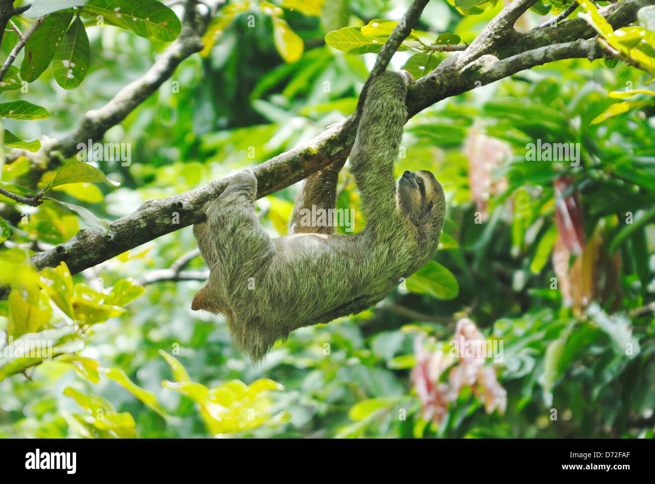 Il bradipo (Bradypus variegatus) in Costa Rica foresta pluviale Foto Stock
