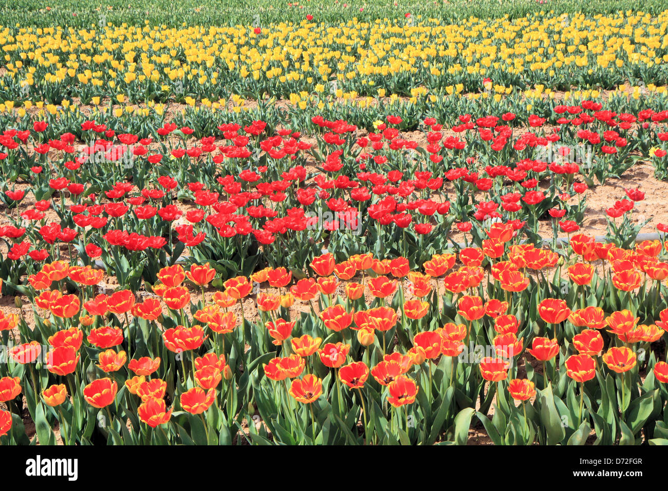 Campi di Tulipani, Provenza, Francia Foto Stock
