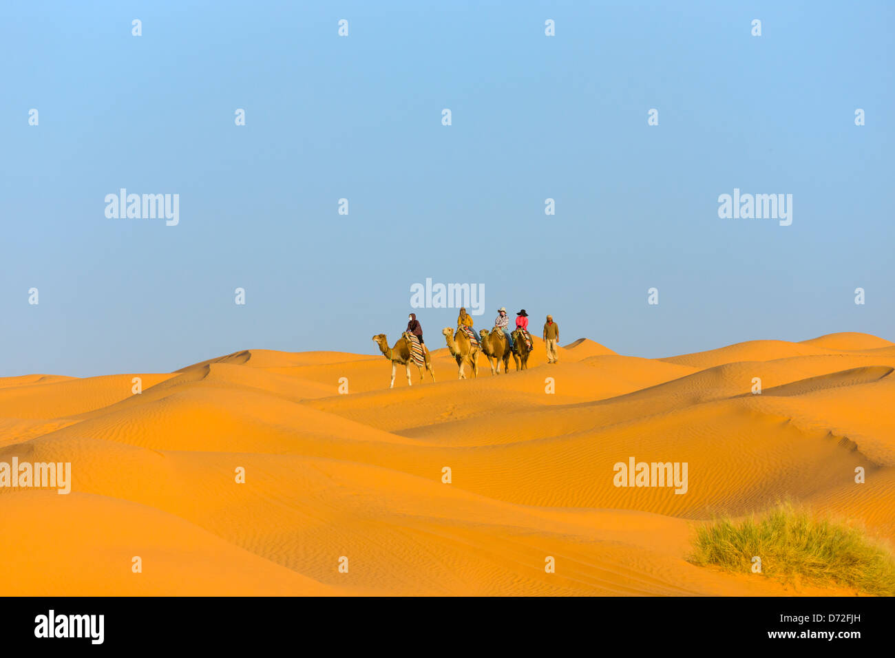Caravan del cammello nel deserto del Sahara, Ksar Ghilane, Tunisia Foto Stock