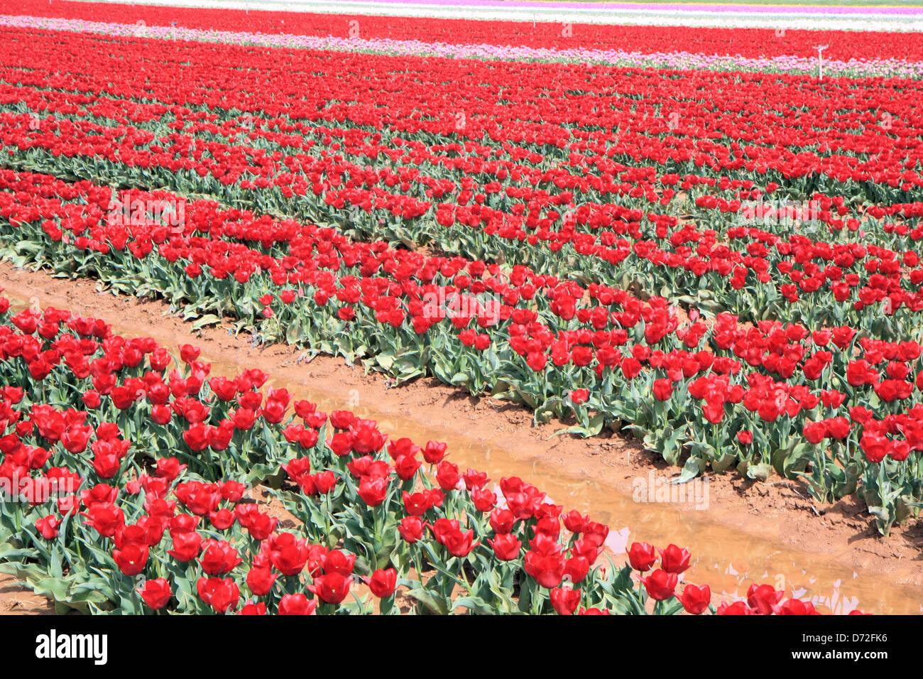 Campi di Tulipani, Provenza, Francia Foto Stock