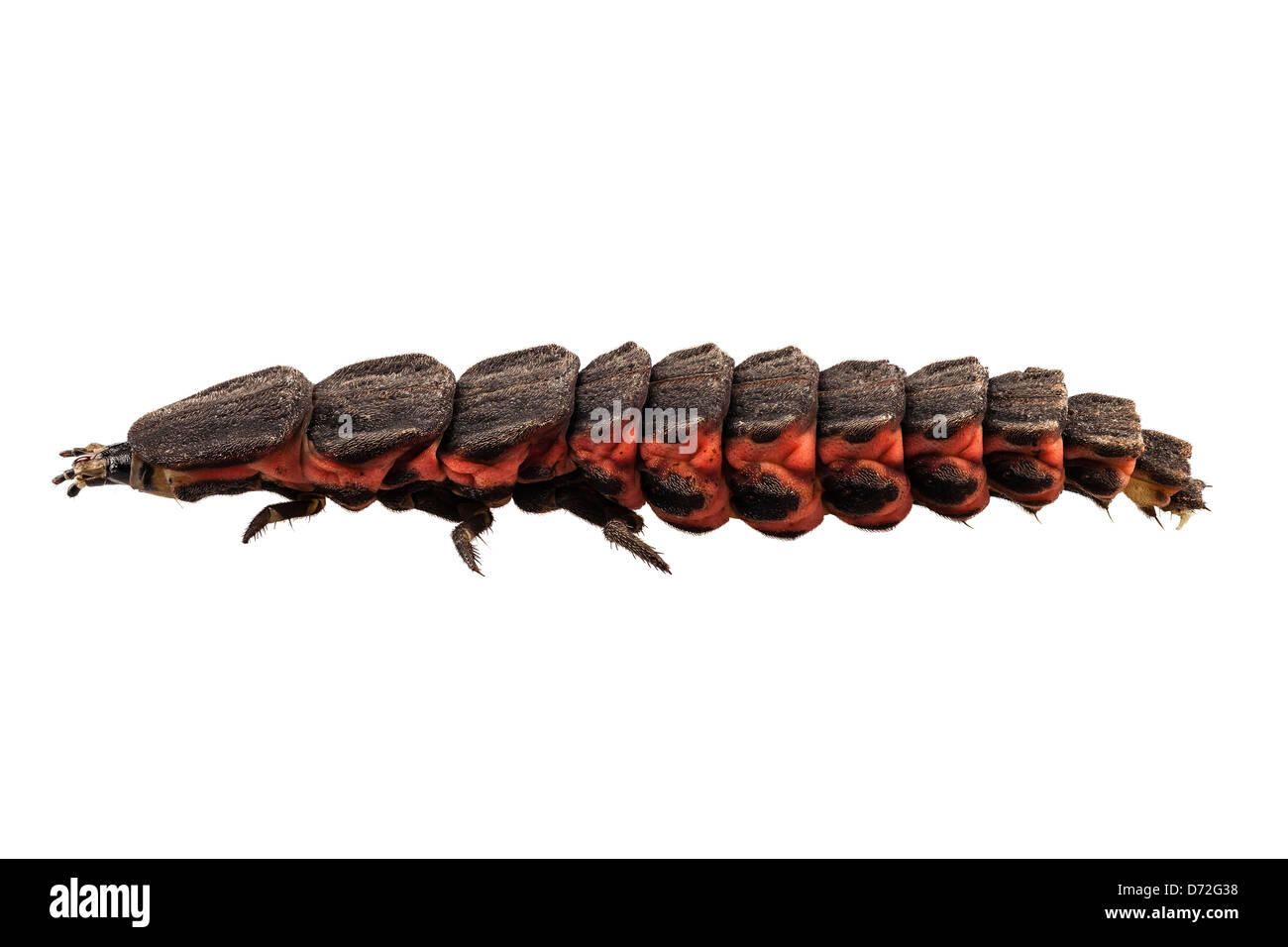 Lucciola larva femmina specie reichii nyctophila Foto Stock