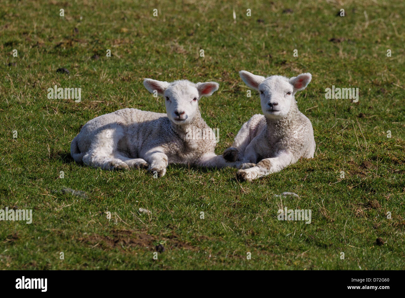 Due molle di agnelli che stabilisce in un campo di Fairfield, Romney Marsh, Kent England Foto Stock