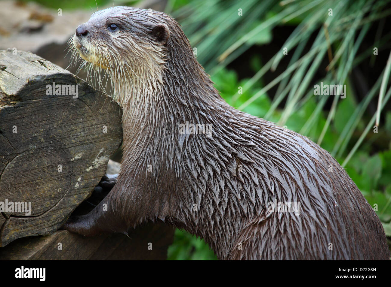 Oriental piccoli artigli lontra (Aonyx cinerea), noto anche come il piccolo asiatico-artigliato lontra o breve asiatico-artigliato otter. Foto Stock