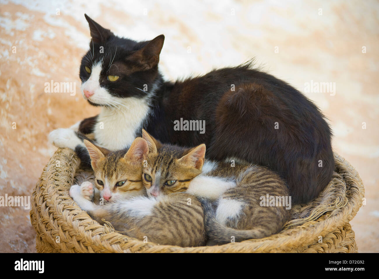 Gatto con gattino, Matmata, Tunisia Foto Stock