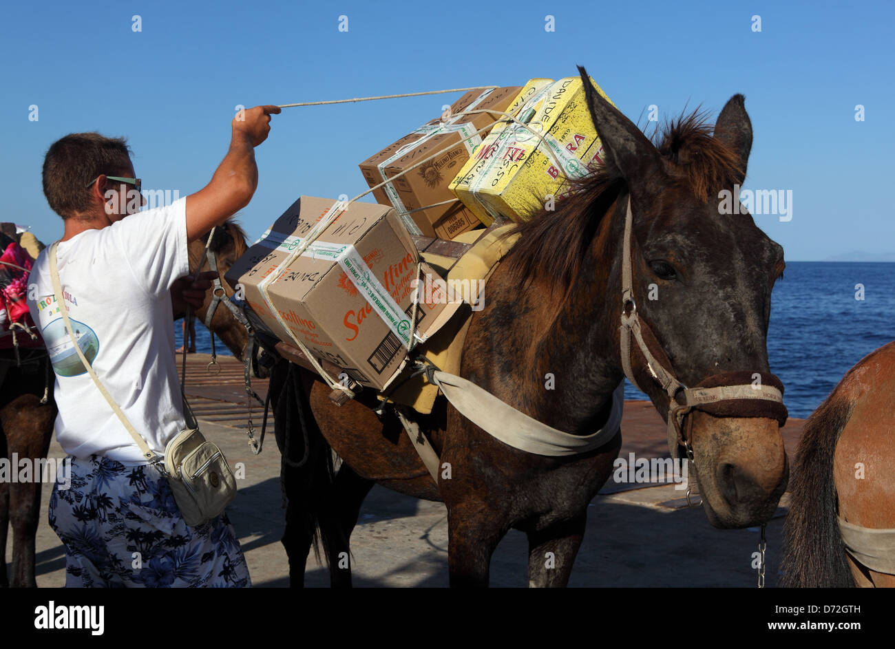Alicudi, l'Italia, mulo laden con scatole Foto Stock