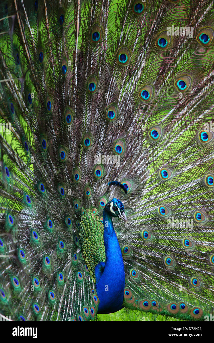 Peafowl indiano o Peafowl blu (Pavo cristatus) Peacock Foto Stock