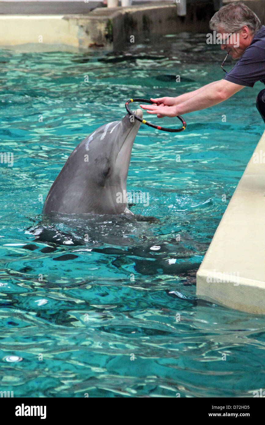 Muenster, Germania, i detentori sono un delfino un pneumatico per la giocoleria Foto Stock