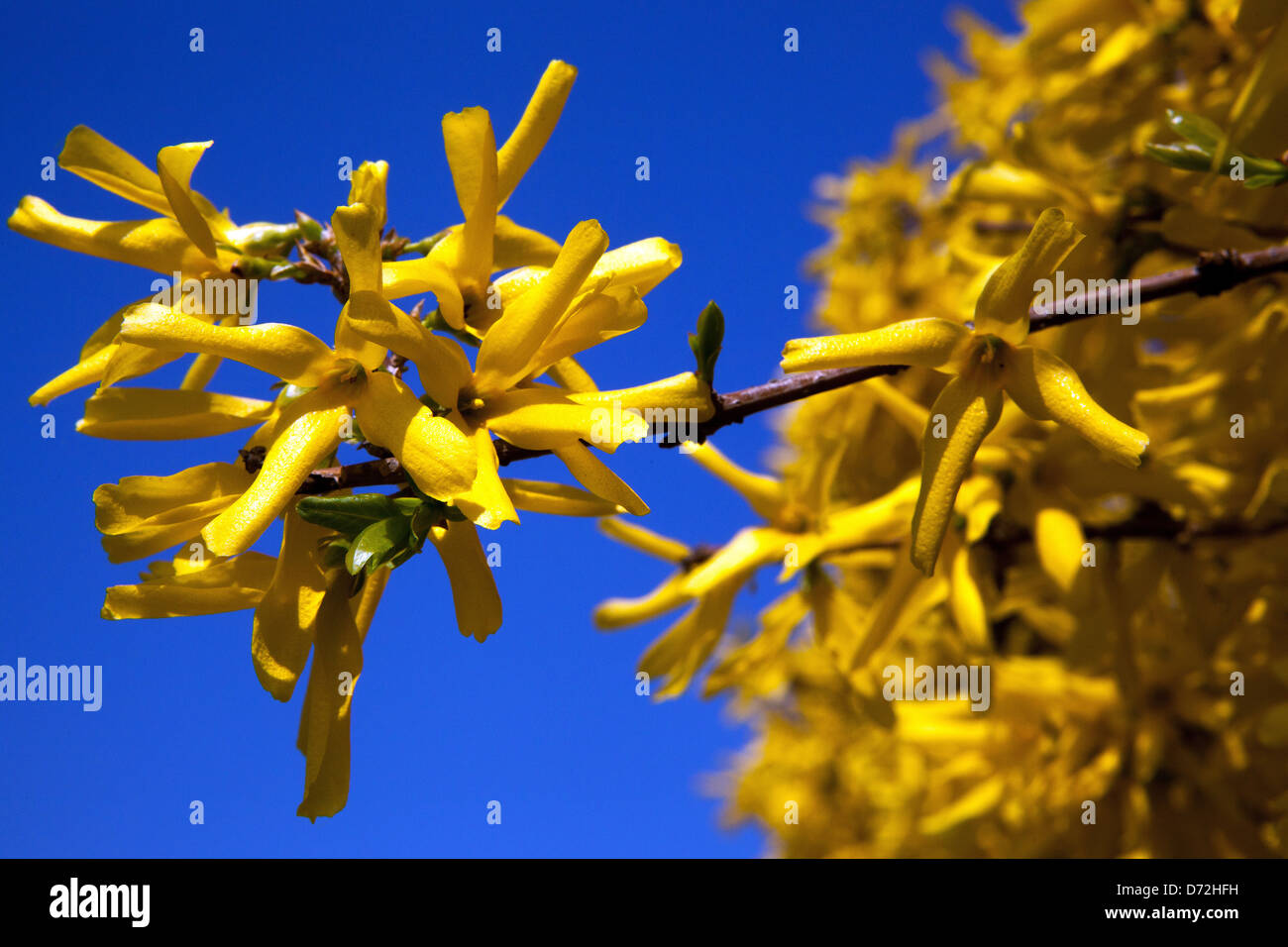 Coltivazione close up affascinante ramoscello della molla Foto Stock