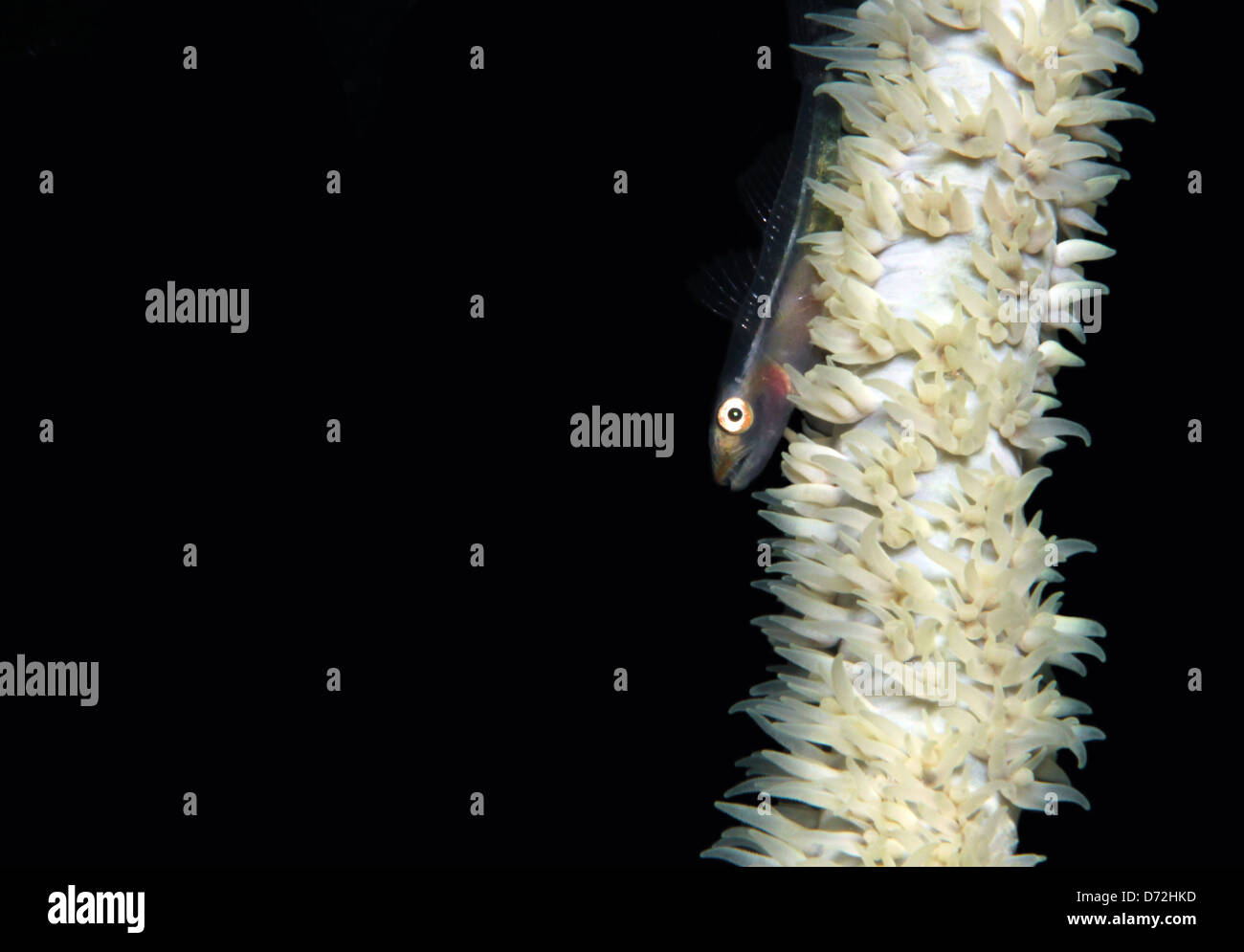 Molti host di ghiozzo (Pleurosicya Mossambica) su una frusta di corallo, Lembeh strait, Indonesia Foto Stock