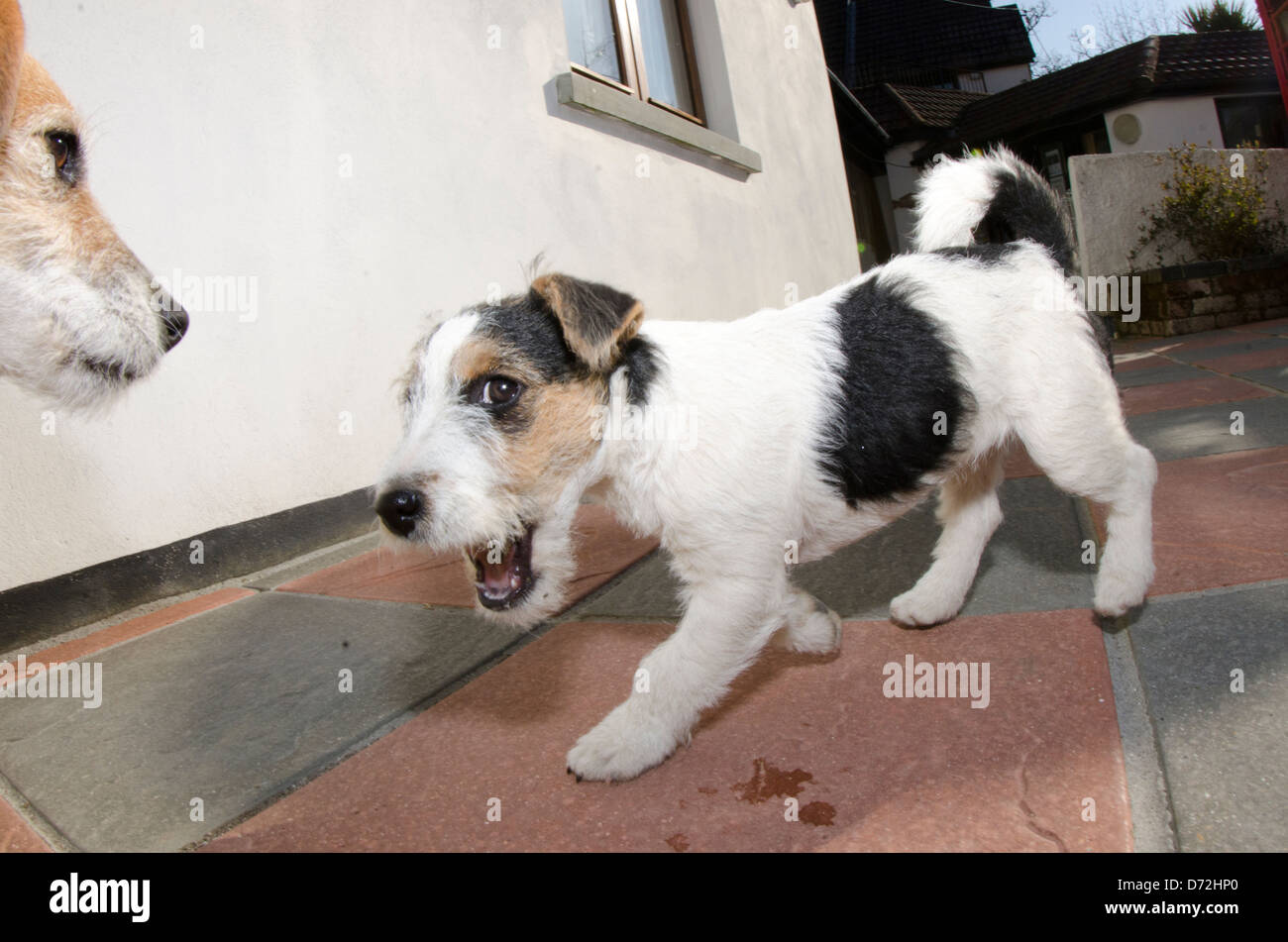 Cucciolo impertinente Foto Stock