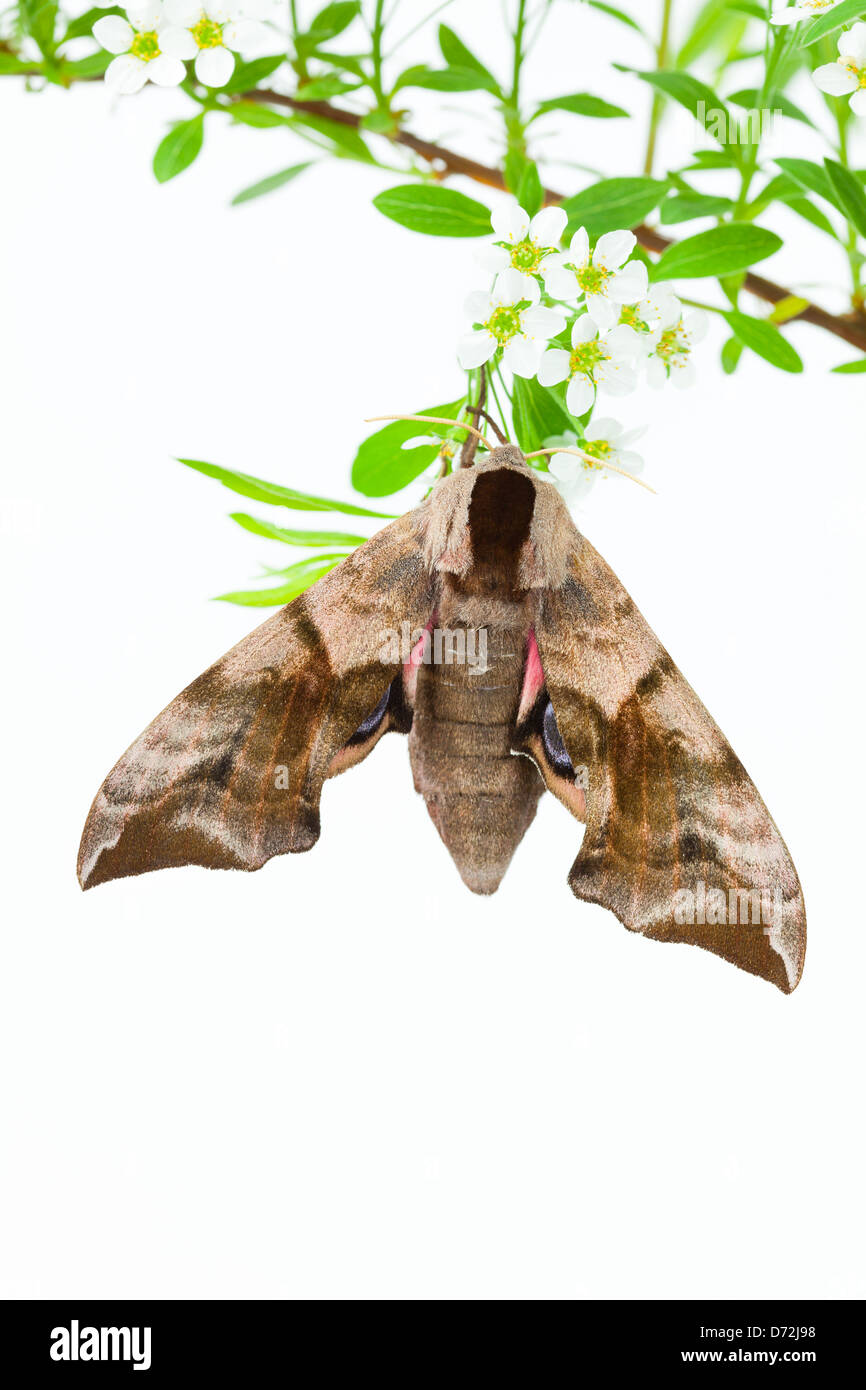 Hawkmoth Eyed Foto Stock