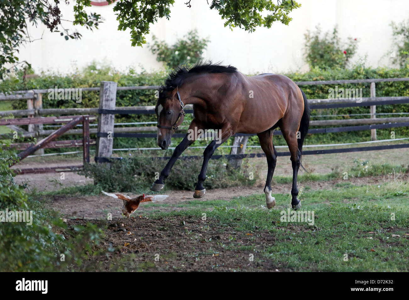 Ingelheim, Germania, cavallo attacca un pollo Foto Stock