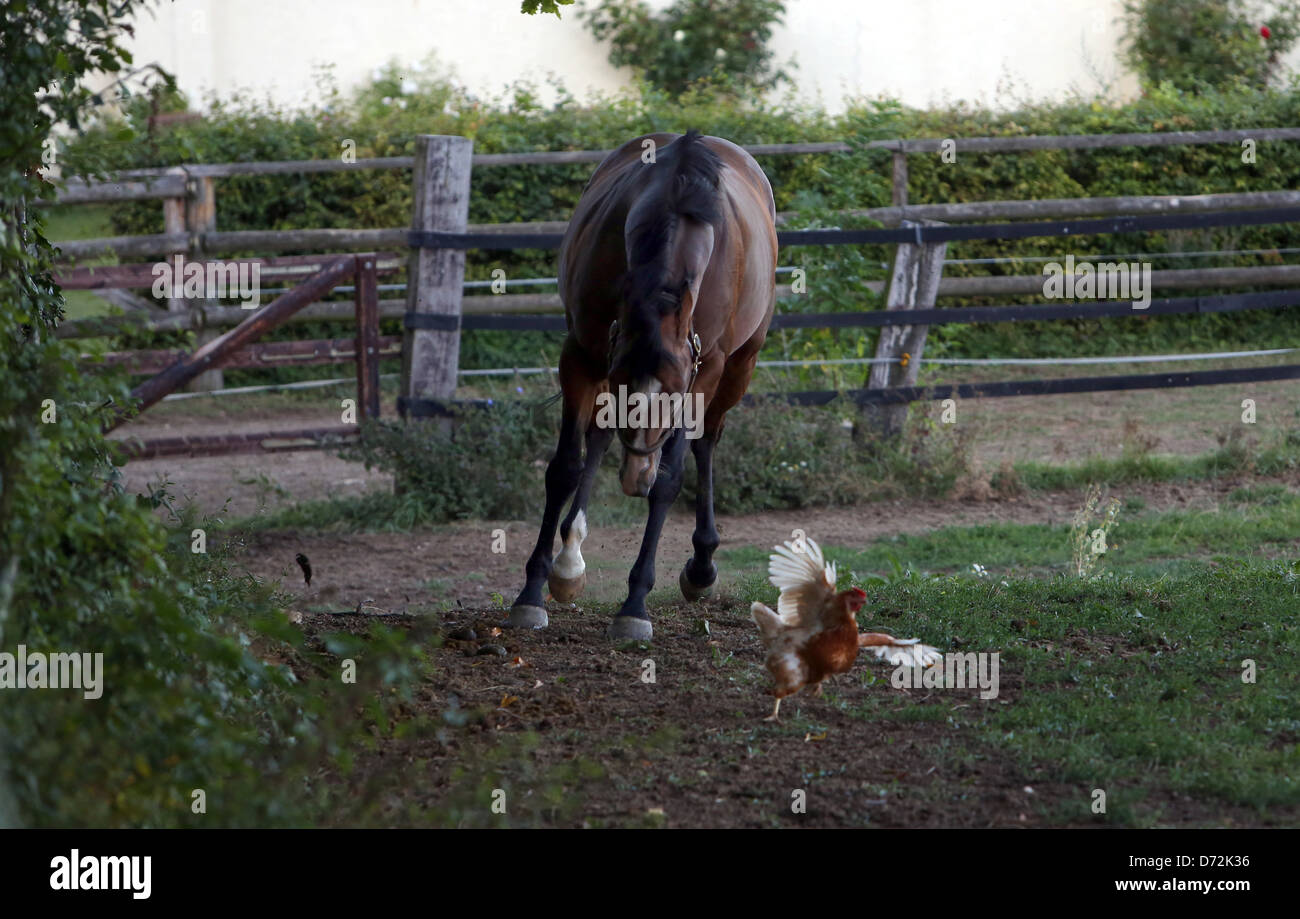 Ingelheim, Germania, cavallo attacca un pollo Foto Stock