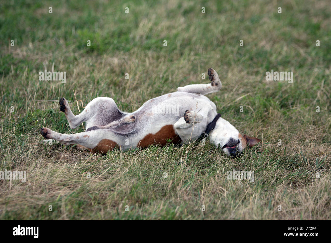 Ingelheim, Germania, cane rotola su un prato Foto Stock