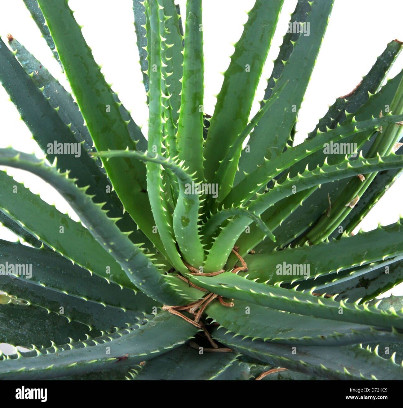 Aloe vera Foto Stock