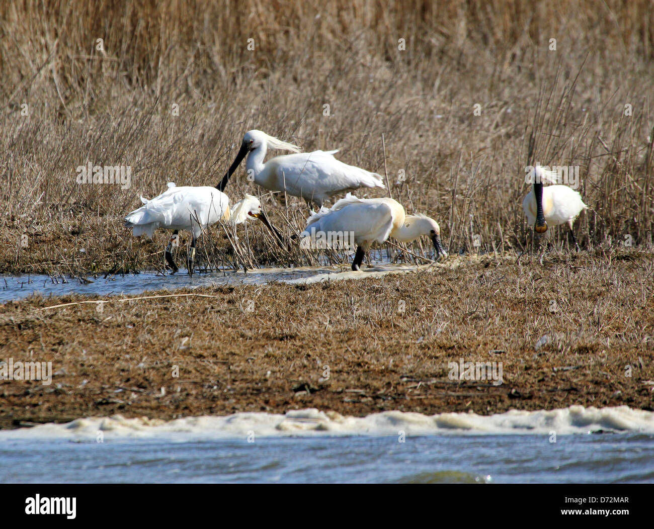 Gruppo di spatole eurasiatica (Platalea leucorodia) rovistando in delle zone umide costiere Foto Stock