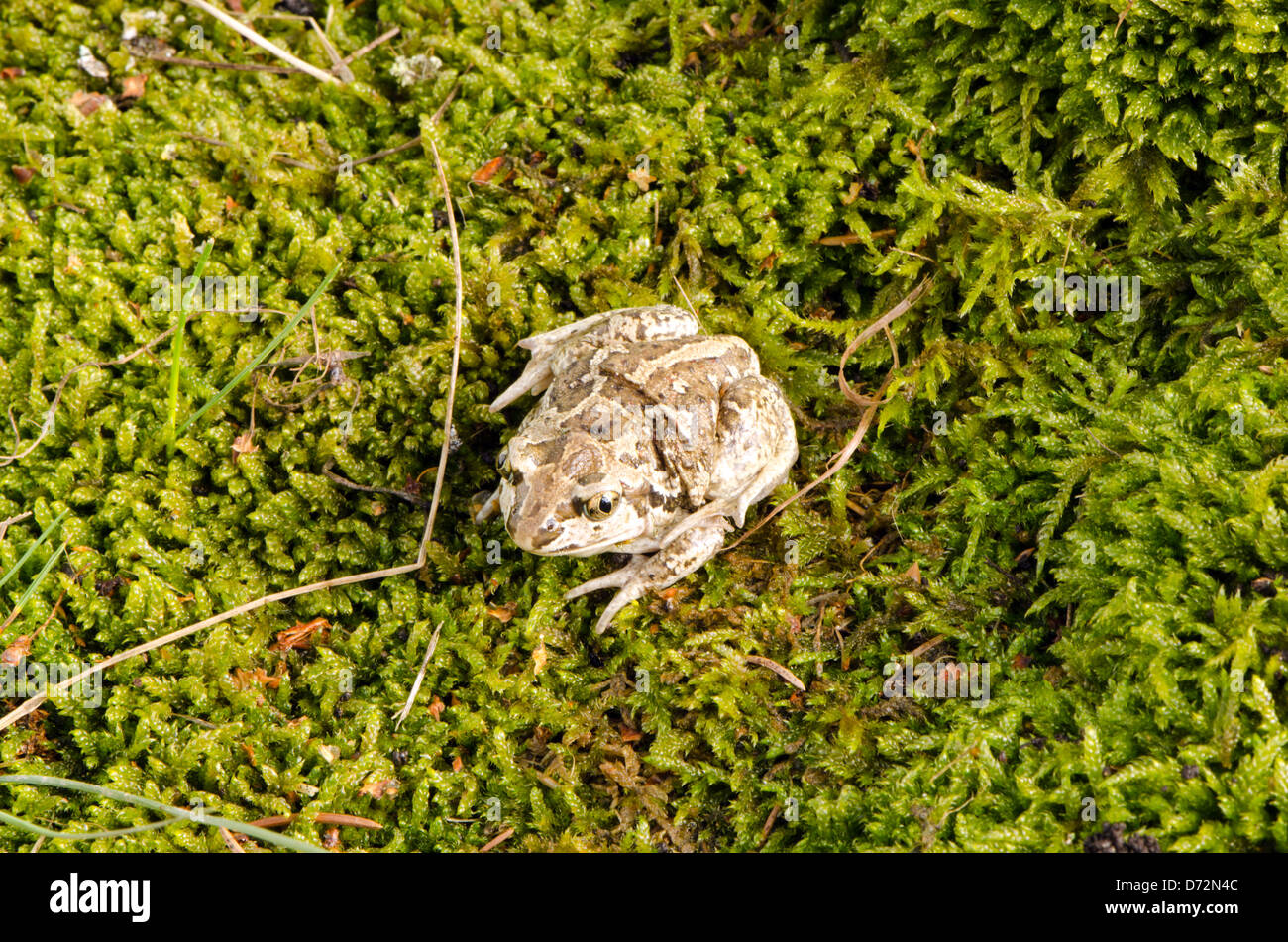Politica europea comune in materia di aglio spadefoot toad Pelobates fuscus su swamp moss. Foto Stock