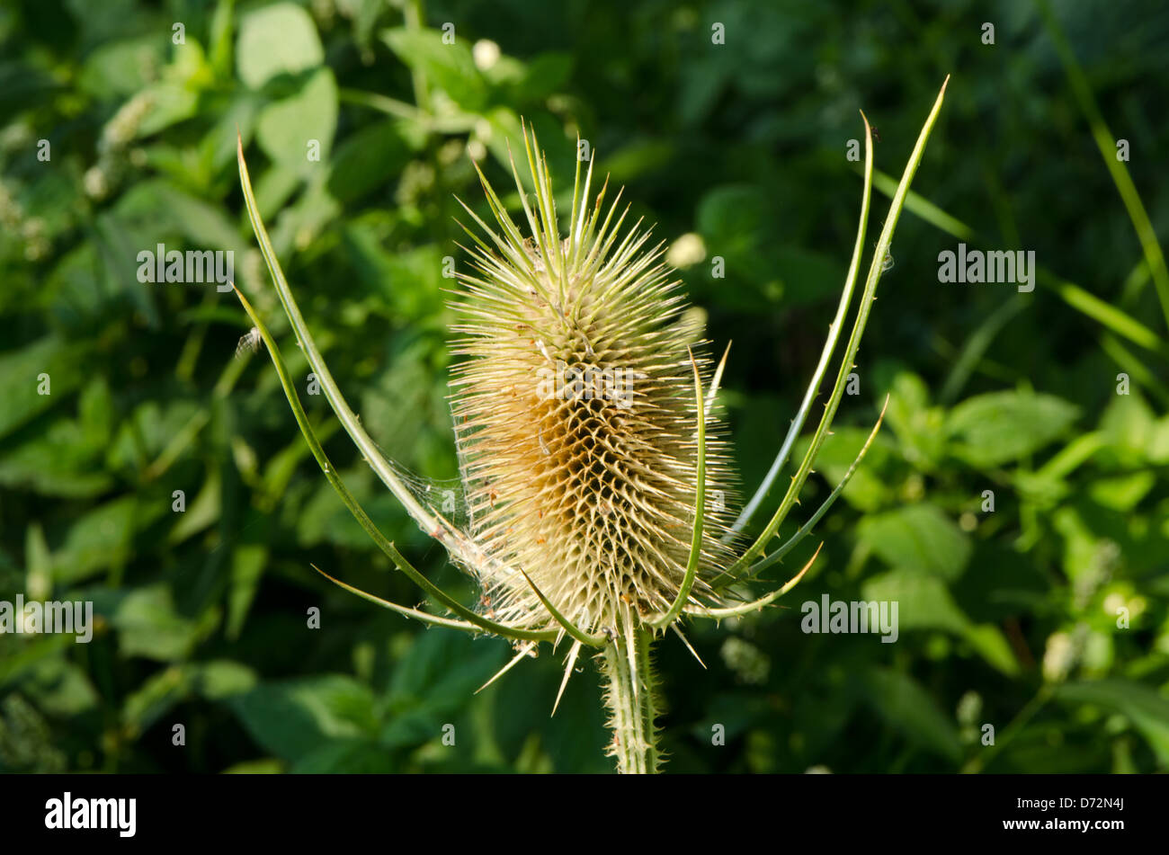 Spine di cardo secco impianto in autunno. Foto Stock