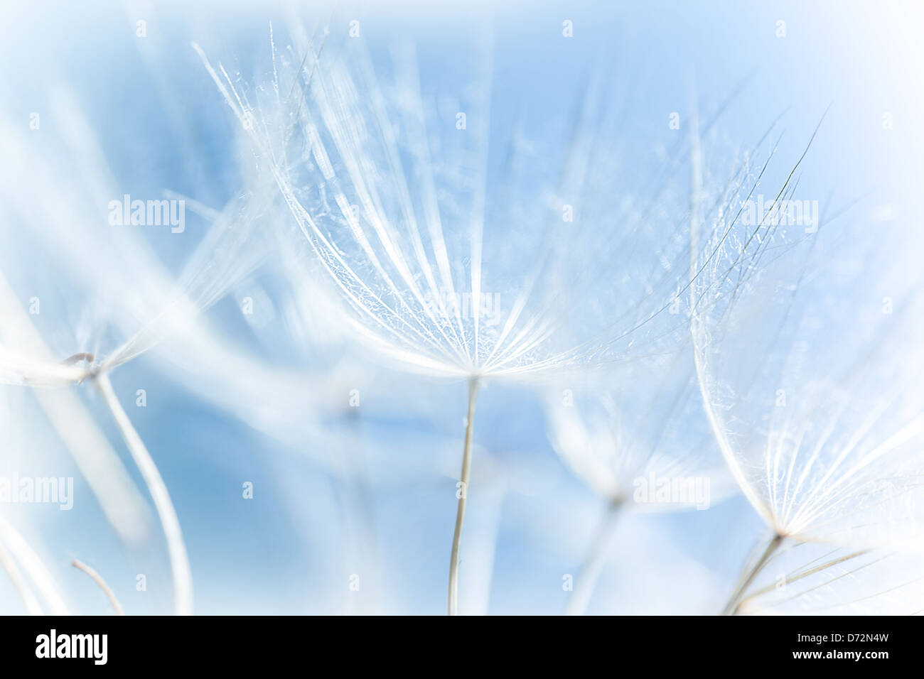 Macro di astratta tarassaco sfondo, natura dettaglio, stagione primaverile, fioriture, soft focus Foto Stock