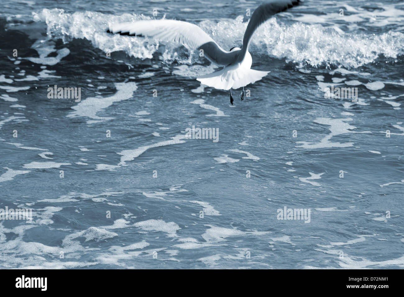 Gabbiano di volo Foto Stock