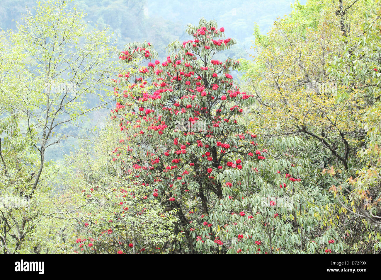 Rhododendron alla nazione di Kangchendzonga Park Foto Stock
