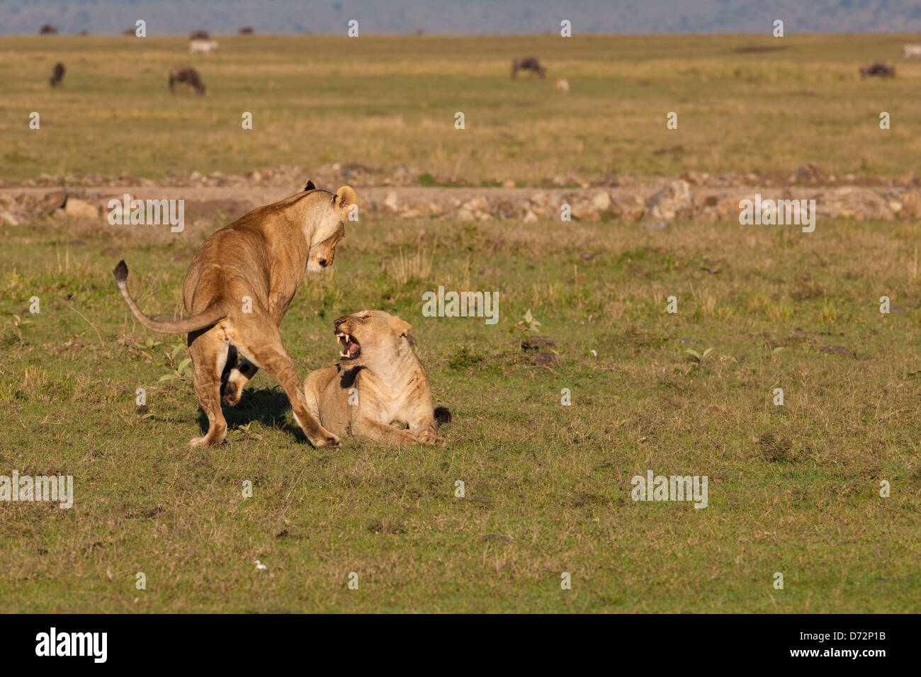 Gioco dei leoni Foto Stock