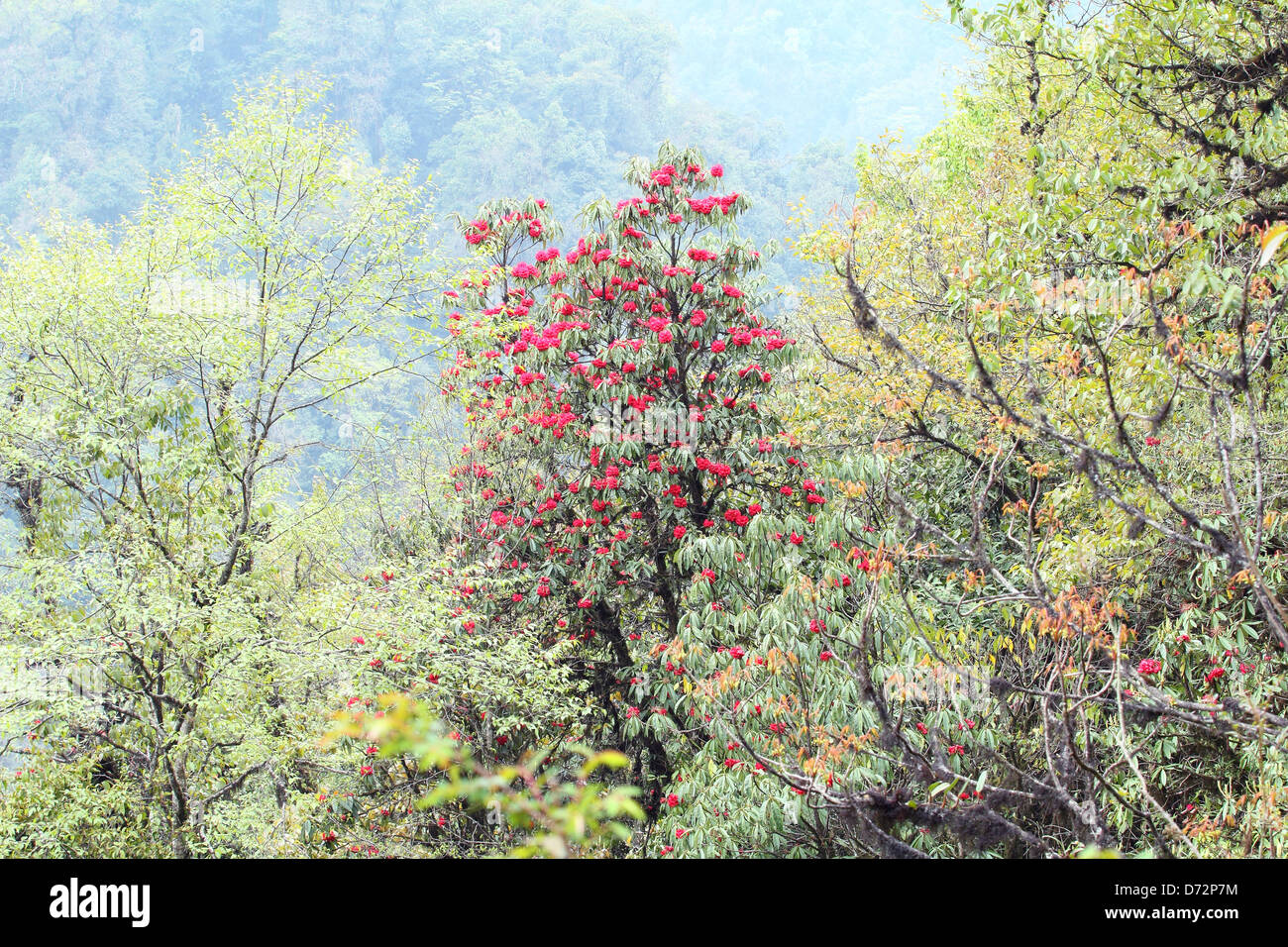 Rododendri sul Monte Kangchendzonga Parco Nazione Sikkim India Foto Stock