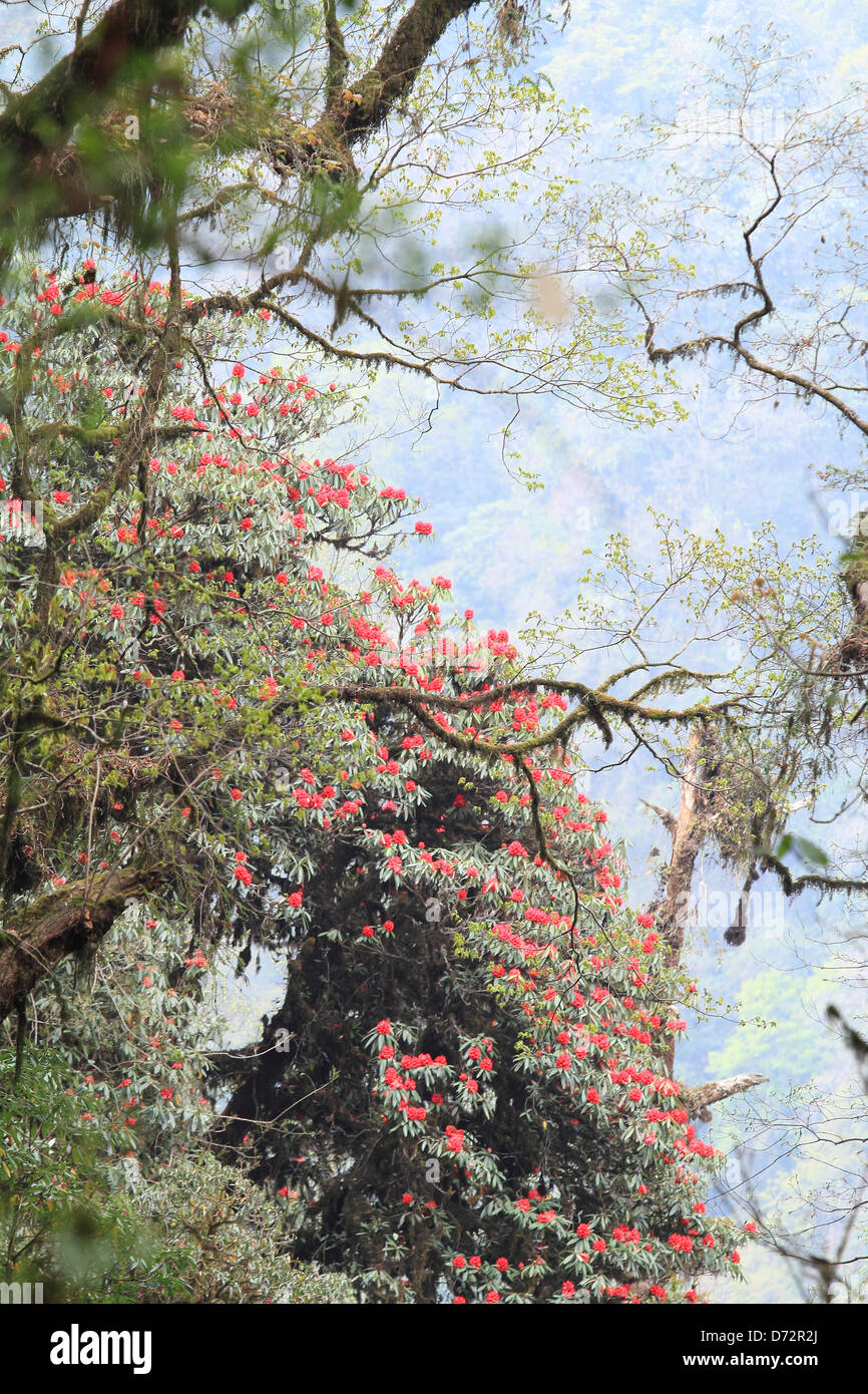 Rhododendron a geochala trek Sikkim India Foto Stock