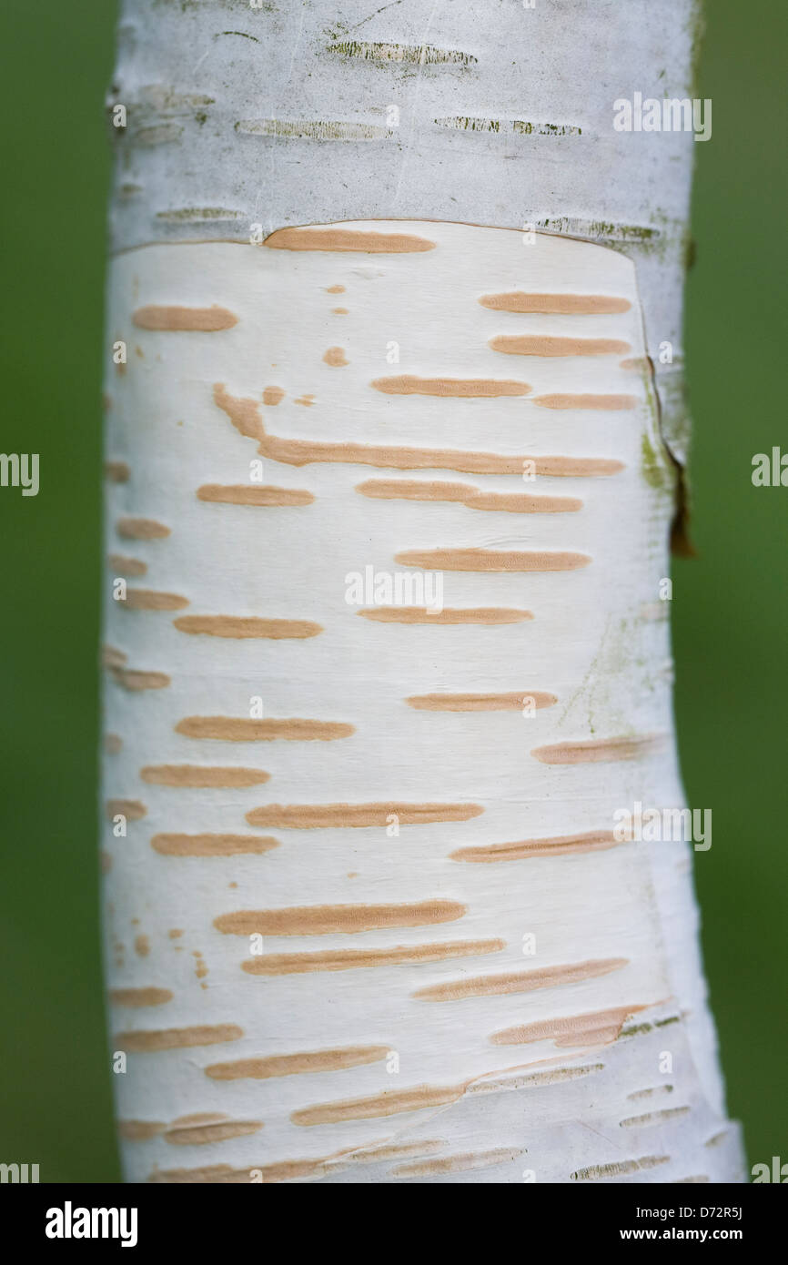 Betula utilis var. Corteccia Jacquemontii pattern. Western Himalayan betulla. Foto Stock