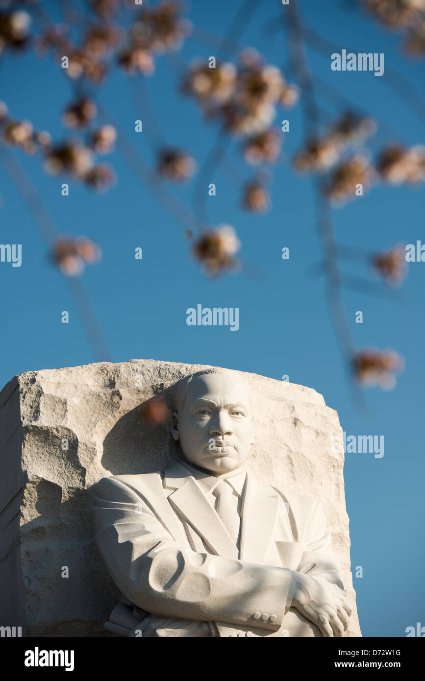 WASHINGTON DC, Stati Uniti d'America - Cherry Blossoms (in primo piano, sfocata) appeso di fronte alla statua di MLK il Martin Luther King Jr Memorial sulle rive del bacino di marea a Washington DC. Foto Stock