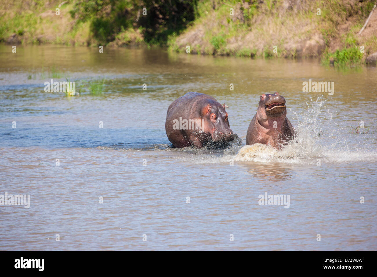 Ippopotami inoltrarmi nel fiume la riproduzione Foto Stock