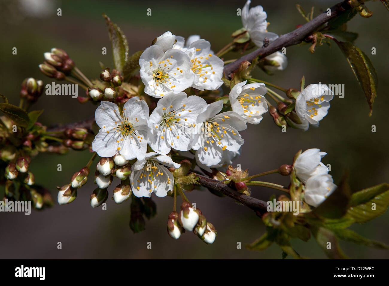 Close up di fiori su un ramo in primavera Foto Stock