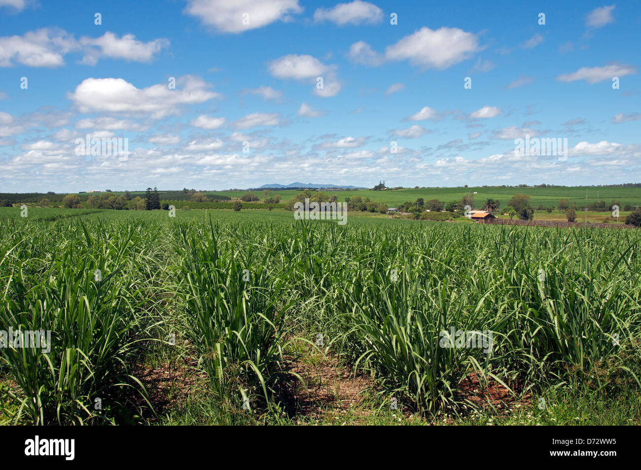 Fattoria di ananas a Bundaberg Queensland Australia Foto Stock