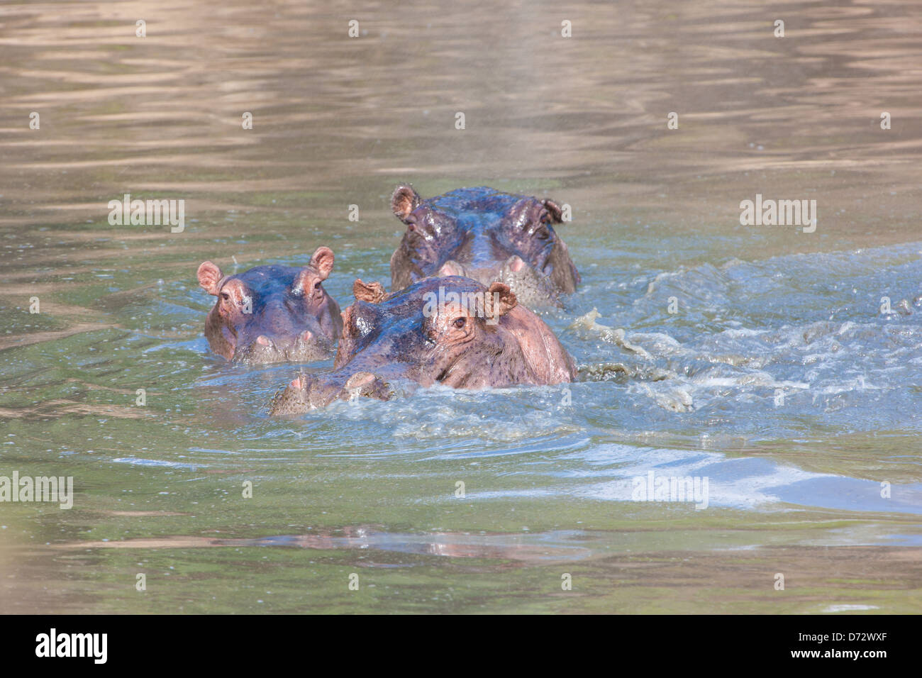 Ippopotami nuotare nel fiume, semi-sommersa Foto Stock