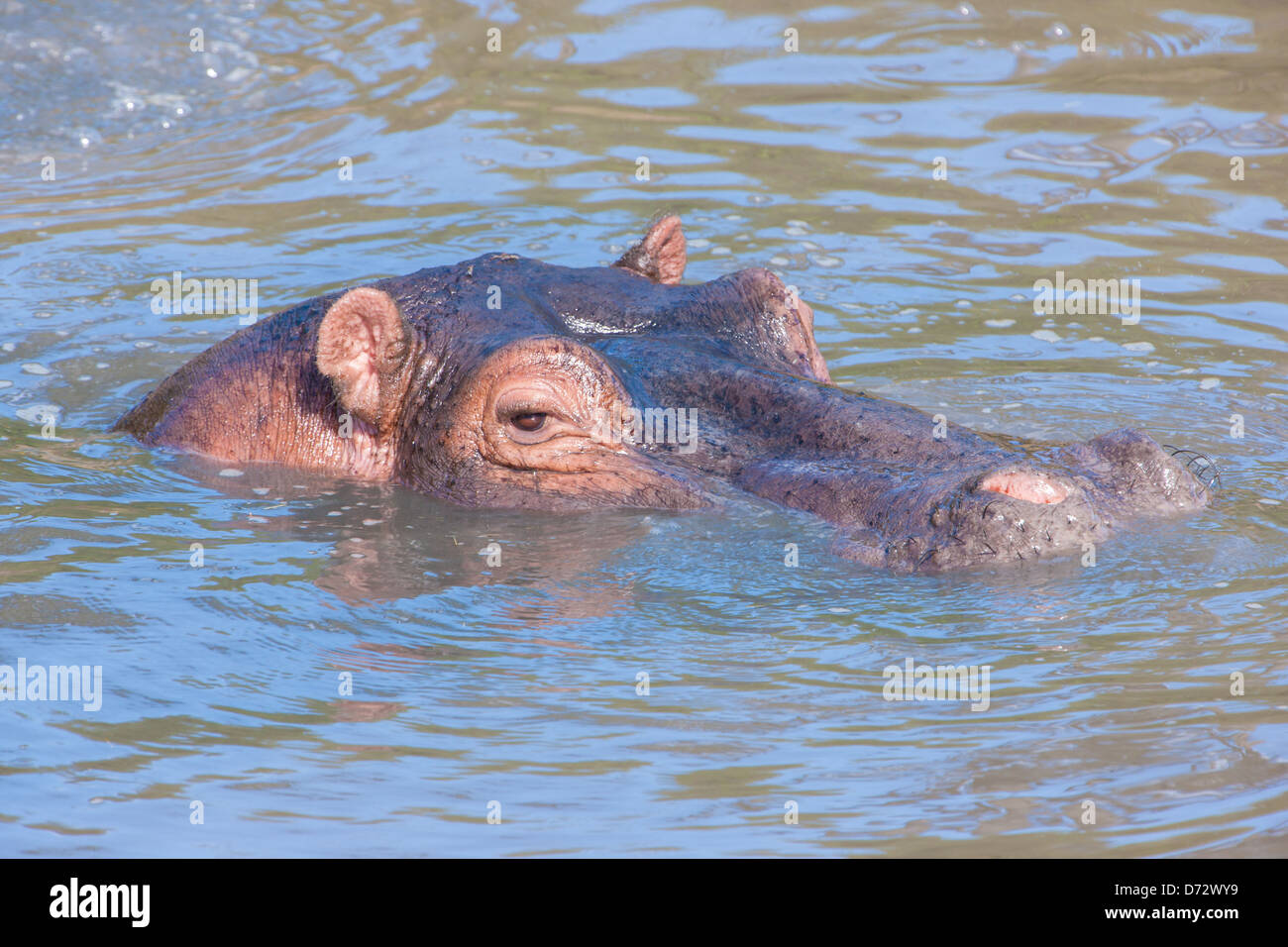 Hippo nuotare nel fiume, semi-sommersa Foto Stock